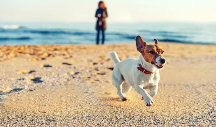 Ein kleiner Jack Russel Terrier mit Halsband läuft am sandigen Ostseestrand entlang, im Hintergrund steht seine Besitzerin.