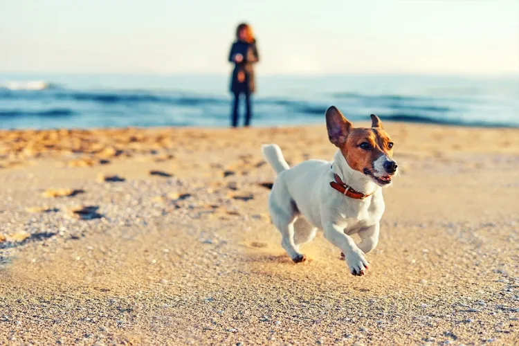 Ein kleiner Jack Russel Terrier mit Halsband läuft am sandigen Ostseestrand entlang, im Hintergrund steht seine Besitzerin.